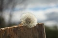 Morning landscape,ÃÂ White dandelion with green background, nature green backgound